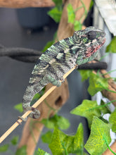 Load image into Gallery viewer, AMBILOBE Panther Chameleon: Magnus x Emma (Q3)