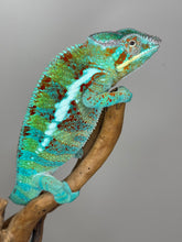 Load image into Gallery viewer, AMBANJA Panther Chameleon: (J5)