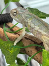 Load image into Gallery viewer, AMBILOBE Panther Chameleon: Frank x Sandy (J7)