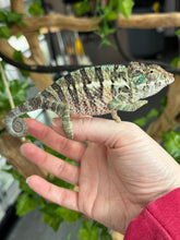 Load image into Gallery viewer, AMBANJA Panther Chameleon: Dubois x Ellie (E7)