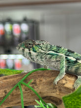 Load image into Gallery viewer, AMBILOBE Panther Chameleon: Magnus x Emma (Q3)