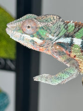 Load image into Gallery viewer, AMBILOBE Male Panther Chameleon: (E1)