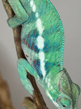 Load image into Gallery viewer, AMBANJA Panther Chameleon: (E22)