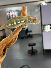 Load image into Gallery viewer, AMBILOBE Panther Chameleon: Frank x Sandy (J3)