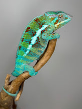 Load image into Gallery viewer, AMBANJA Panther Chameleon: (J5)