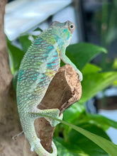 Load image into Gallery viewer, Ambilobe male: Flash x Rocky (R6)
