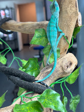 Load image into Gallery viewer, AMBANJA Panther Chameleon: Blue Inferno x Tango (E12)