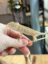 Load image into Gallery viewer, Ambiolbe FEMALE Panther Chameleon: (S1)