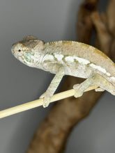 Load image into Gallery viewer, AMBANJA FEMALE Panther Chameleon: Dubois x Ellie (S3)