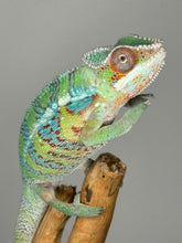 Load image into Gallery viewer, AMBILOBE Male Panther Chameleon: (E5)