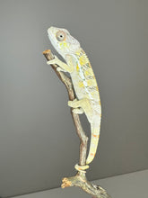 Load image into Gallery viewer, SAMBAVA Panther Chameleon: (E17)