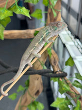 Load image into Gallery viewer, AMBILOBE Panther Chameleon: Magnus x Emma (Q4)