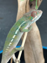 Load image into Gallery viewer, AMBILOBE Panther Chameleon: Magnus x Skittles (E16)