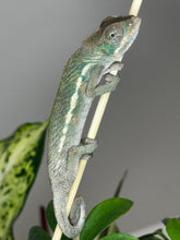 Load image into Gallery viewer, SURPRISE male: (R7)