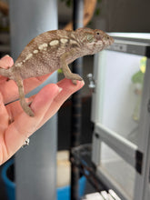 Load image into Gallery viewer, AMBILOBE FEMALE Panther Chameleon: šŗ (O11)