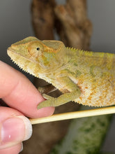 Load image into Gallery viewer, AMBANJA FEMALE Panther Chameleon: Neon Nights x Tango (S19)