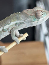 Load image into Gallery viewer, AMBILOBE Panther Chameleon: Sam x Georgia (R7)
