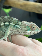 Load image into Gallery viewer, AMBILOBE Panther Chameleon: Frank x Sandy (I8)