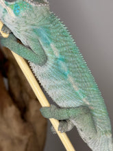 Load image into Gallery viewer, AMBILOBE Male Panther Chameleon: (E24)