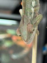 Load image into Gallery viewer, AMBILOBE Panther Chameleon: Sam x Georgia (R6)