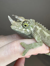 Load image into Gallery viewer, Male Jackson’s Chameleon: I4