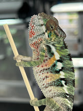 Load image into Gallery viewer, AMBILOBE male: Sam x Amie (Q5)