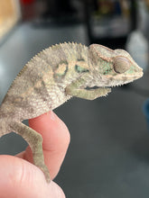 Load image into Gallery viewer, AMBILOBE male: Starburst x Margaret (R8)