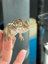 Load image into Gallery viewer, AMBILOBE FEMALE Panther Chameleon: šŗ (O11)