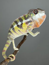 Load image into Gallery viewer, SAMBAVA Panther Chameleon: (E11)