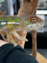 Load image into Gallery viewer, AMBILOBE Panther Chameleon: Frank x Sandy (J6)