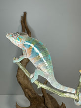 Load image into Gallery viewer, AMBILOBE Male Panther Chameleon: (E8)