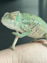 Load image into Gallery viewer, ANKILOBE Panther Chameleon: Ankify x Ambilobe (R8)