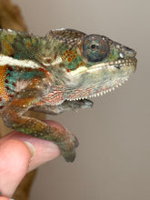 Load image into Gallery viewer, AMBILOBE Panther Chameleon: (E18)
