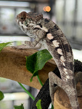 Load image into Gallery viewer, SAMBAVA Panther Chameleon: Marley x Mabel (R7)