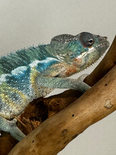 Load image into Gallery viewer, AMBILOBE Male Panther Chameleon: (E35)