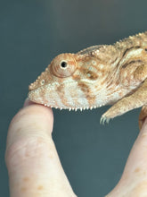 Load image into Gallery viewer, NOSY BE FEMALE Panther Chameleon: 🚺 (S11)