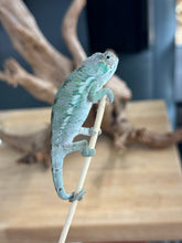 Load image into Gallery viewer, ANKILOBE Panther Chameleon: Ankify x Ambilobe (R10)