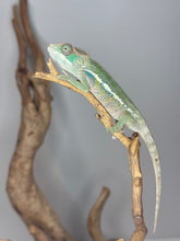 Load image into Gallery viewer, Ambilobe Panther Chameleon (E7) – Vibrant Male from Premium Bloodline