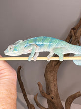Load image into Gallery viewer, AMBANJA Panther Chameleon: (E9)