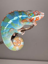 Load image into Gallery viewer, AMBILOBE Panther Chameleon: (J5)