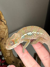 Load image into Gallery viewer, Ambilobe Male (R9)