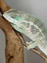 Load image into Gallery viewer, AMBILOBE Panther Chameleon: (E13)
