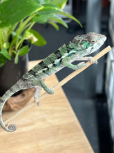Load image into Gallery viewer, Ambilobe male: Flash x Rocky (R8)