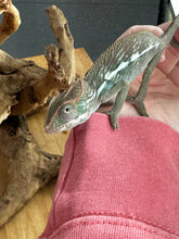 Load image into Gallery viewer, AMBILOBE Panther Chameleon: Frank x Sandy (E11)