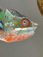 Load image into Gallery viewer, AMBILOBE Panther Chameleon male:(J6)