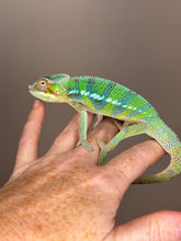 Load image into Gallery viewer, AMBILOBE Male Panther Chameleon: (E18)