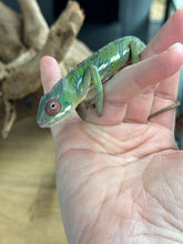 Load image into Gallery viewer, AMBILOBE male: Sam x Amie (R19)