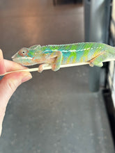 Load image into Gallery viewer, AMBILOBE Panther Chameleon: Frank x Sandy (J6)