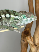 Load image into Gallery viewer, Sambava Male: Marley x Mabel (E11)