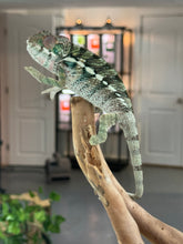 Load image into Gallery viewer, AMBILOBE Panther Chameleon: Frank x Sandy (R20)